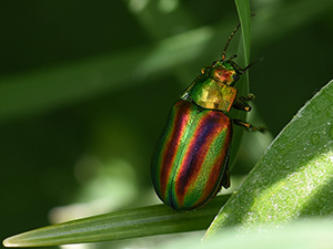 Vignette Bouse Couleurs.jpg